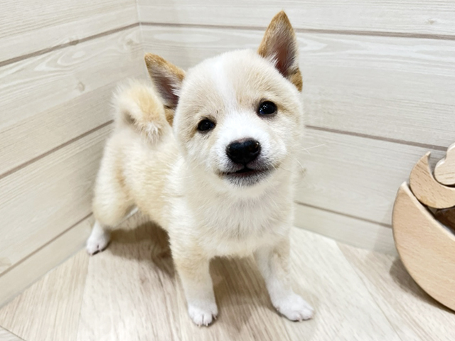 広島県の豆柴 (ペッツファースト広島府中店/2025年7月29日生まれ/男の子/白)の子犬