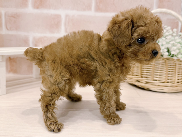 東京都のタイニープードル (ペッツファースト広尾店/2025年7月29日生まれ/女の子/レッド)の子犬の2枚目の画像