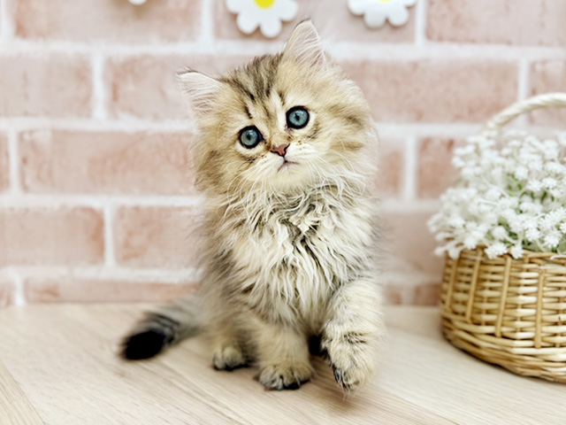 東京都のペルシャ (ペッツファーストfor cats武蔵小山店/2025年7月24日生まれ/男の子/チンチラゴールデン)の子猫の1枚目の画像