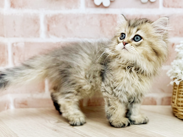 東京都のペルシャ (ペッツファーストfor cats武蔵小山店/2025年7月24日生まれ/男の子/チンチラゴールデン)の子猫の2枚目の画像