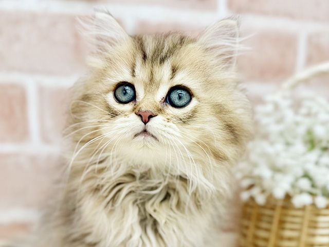 東京都のペルシャ (ペッツファーストfor cats武蔵小山店/2025年7月24日生まれ/男の子/チンチラゴールデン)の子猫の3枚目の画像