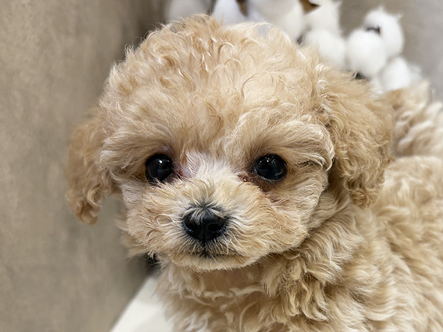 愛知県のティーカッププードル (ペッツファースト名古屋栄店/2025年7月29日生まれ/男の子/カフェオレ)の子犬の3枚目の画像