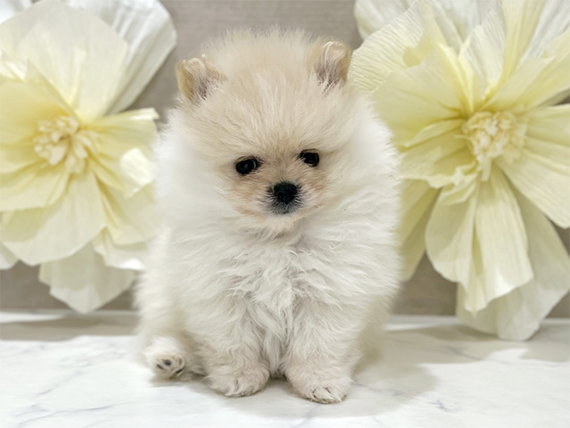 東京都のポメラニアン (ペッツファースト新宿店/2025年7月28日生まれ/男の子/クリーム)の子犬の1枚目の画像