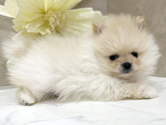 東京都のポメラニアン (ペッツファースト新宿店/2025年7月28日生まれ/男の子/クリーム)の子犬の2枚目の画像