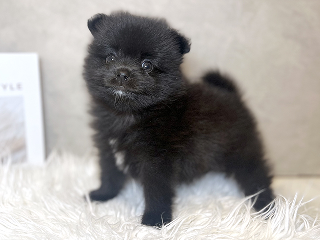 東京都のポメラニアン (ペッツファースト青山店/2025年7月28日生まれ/男の子/ブラック)の子犬の2枚目の画像