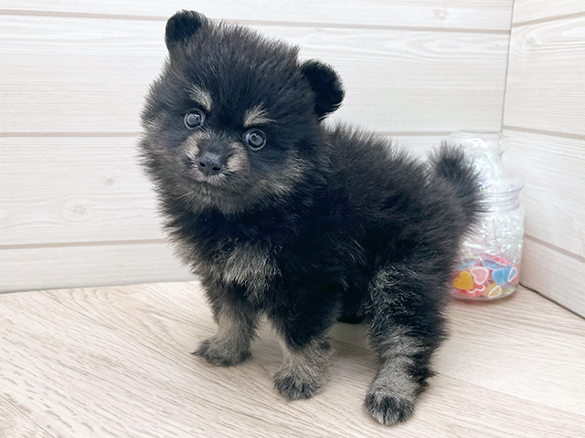 東京都のポメラニアン (ペッツファースト渋谷店/2025年7月28日生まれ/女の子/ブラックタン)の子犬の2枚目の画像