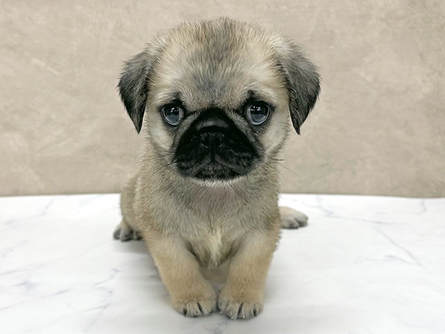 千葉県のペキパグ/パグペキ(ペキニーズ×パグ) (ペッツファーストららぽーとTOKYO-BAY店/2025年7月29日生まれ/男の子/フォーン)の子犬の1枚目の画像