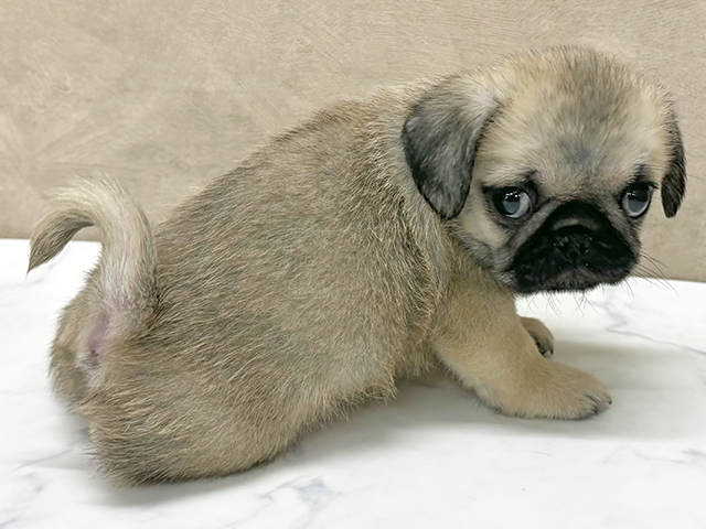 千葉県のペキパグ/パグペキ(ペキニーズ×パグ) (ペッツファーストららぽーとTOKYO-BAY店/2025年7月29日生まれ/男の子/フォーン)の子犬の2枚目の画像