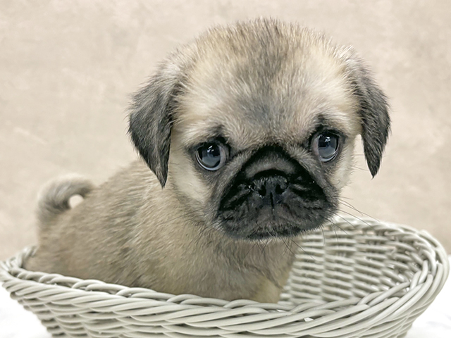 千葉県のペキパグ/パグペキ(ペキニーズ×パグ) (ペッツファーストららぽーとTOKYO-BAY店/2025年7月29日生まれ/男の子/フォーン)の子犬の3枚目の画像