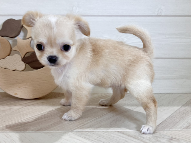 鳥取県のチワワ(ロング) (ペッツファースト日吉津店/2025年7月29日生まれ/女の子/クリーム)の子犬の2枚目の画像