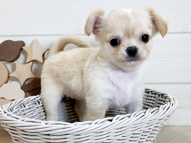 鳥取県のチワワ(ロング) (ペッツファースト日吉津店/2025年7月29日生まれ/女の子/クリーム)の子犬の3枚目の画像