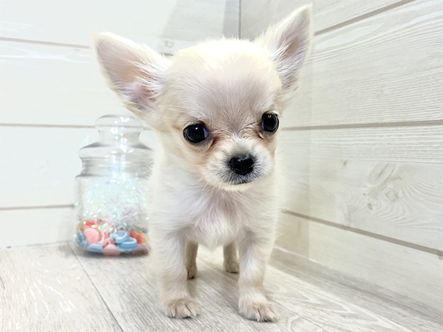 愛知県のチワワ(ロング) (ペッツファースト大高店/2025年7月30日生まれ/男の子/クリーム)の子犬の1枚目の画像