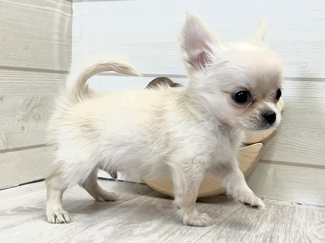 愛知県のチワワ(ロング) (ペッツファースト大高店/2025年7月30日生まれ/男の子/クリーム)の子犬の2枚目の画像