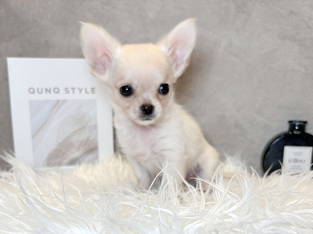 東京都のチワワ(ロング) (ペッツファースト青山店/2025年7月30日生まれ/男の子/クリーム)の子犬の1枚目の画像
