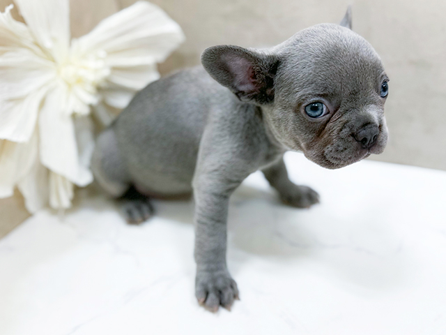 東京都のフレンチブルドッグ (ペッツファースト恵比寿店/2025年7月29日生まれ/女の子/ライラック)の子犬の2枚目の画像
