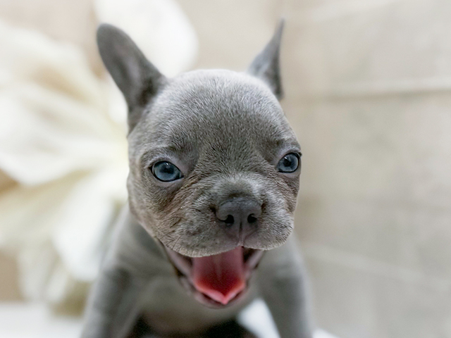 東京都のフレンチブルドッグ (ペッツファースト恵比寿店/2025年7月29日生まれ/女の子/ライラック)の子犬の3枚目の画像