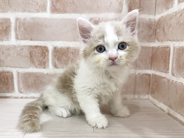 神奈川県のサイベリアン (ペッツファーストfor cats横浜元町店/2025年7月31日生まれ/男の子/クリームタビーホワイト)の子猫