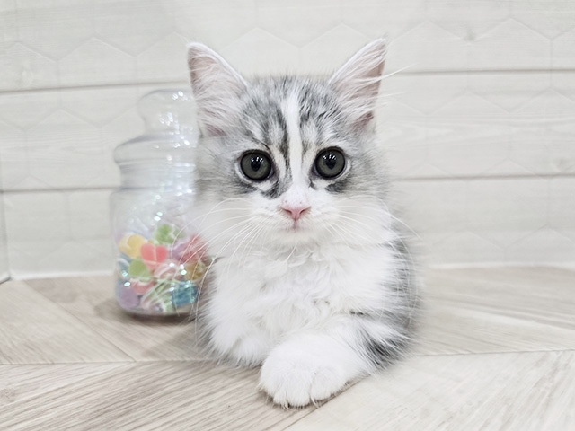 マンチカン