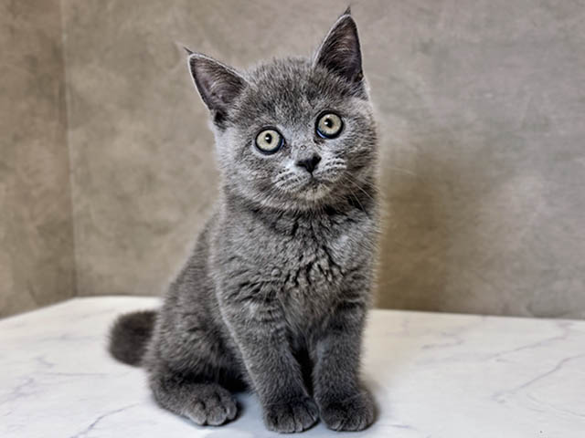 神奈川県のブリティッシュショートヘアー (ペッツファースト大和鶴間店/2025年7月31日生まれ/女の子/ブルー)の子猫の1枚目の画像