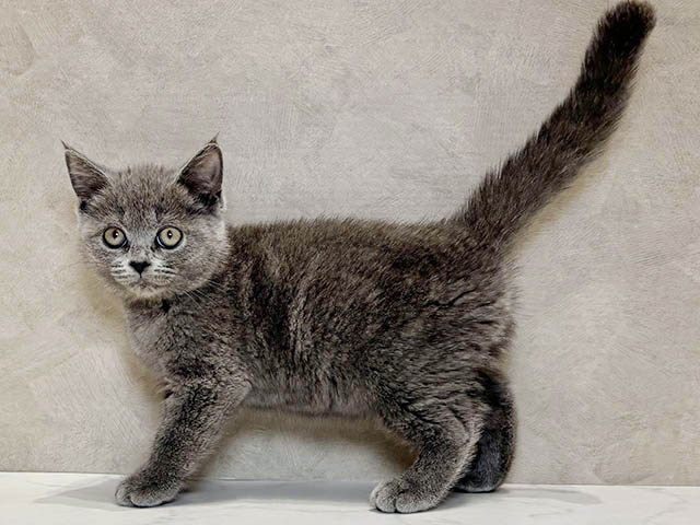 神奈川県のブリティッシュショートヘアー (ペッツファースト大和鶴間店/2025年7月31日生まれ/女の子/ブルー)の子猫の2枚目の画像