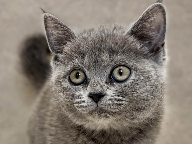 神奈川県のブリティッシュショートヘアー (ペッツファースト大和鶴間店/2025年7月31日生まれ/女の子/ブルー)の子猫の3枚目の画像