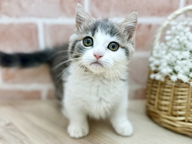 東京都のマンチカン (ペッツファーストfor cats武蔵小山店/2025年7月30日生まれ/女の子/ブルータビーホワイト)の子猫の1枚目の画像