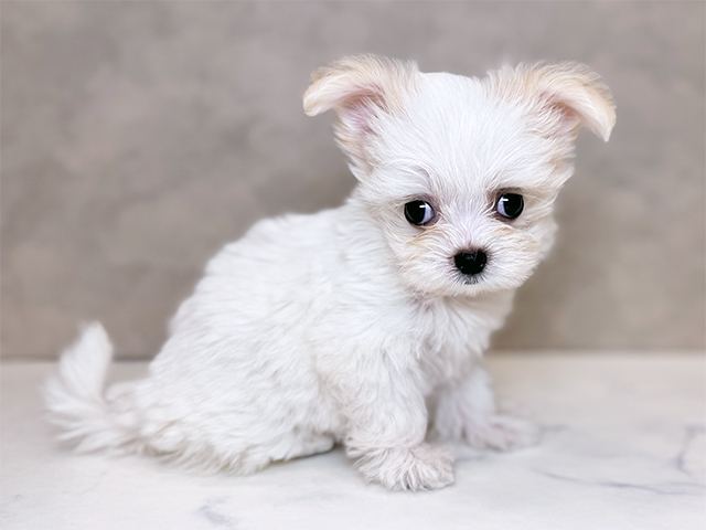 埼玉県のチワマル/マルチワ(チワワ×マルチーズ) (ペッツファーストPETEMOレイクタウンmori店/2025年7月31日生まれ/女の子/ホワイトクリーム)の子犬の2枚目の画像