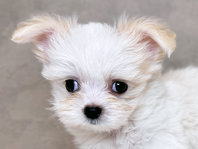 埼玉県のチワマル/マルチワ(チワワ×マルチーズ) (ペッツファーストPETEMOレイクタウンmori店/2025年7月31日生まれ/女の子/ホワイトクリーム)の子犬の3枚目の画像