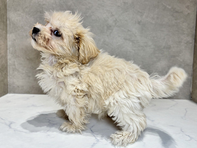 東京都のマルプー(マルチーズ×プードル) (ペッツファースト神楽坂店/2025年7月30日生まれ/男の子/クリーム)の子犬の2枚目の画像