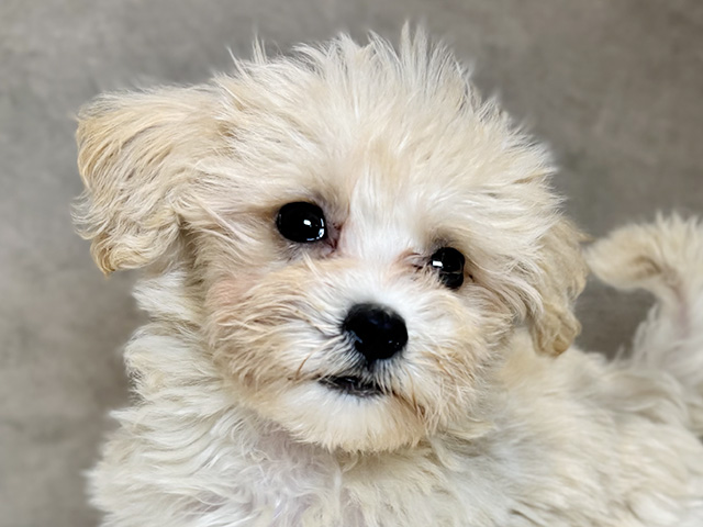 東京都のマルプー(マルチーズ×プードル) (ペッツファースト神楽坂店/2025年7月30日生まれ/男の子/クリーム)の子犬の3枚目の画像