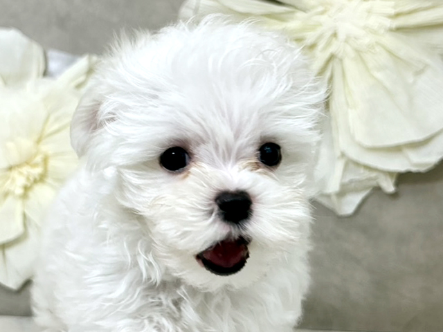 東京都のマルチーズ (ペッツファースト下北沢店/2025年7月31日生まれ/男の子/ホワイト)の子犬の3枚目の画像
