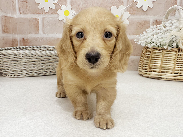 広島県のカニンヘンダックスフンド(ロング) (ペッツファースト宇品店/2025年7月31日生まれ/女の子/ゴールド)の子犬の1枚目の画像