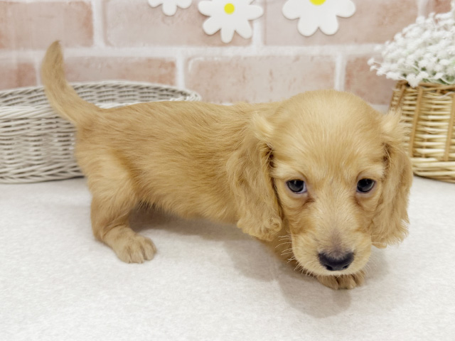 広島県のカニンヘンダックスフンド(ロング) (ペッツファースト宇品店/2025年7月31日生まれ/女の子/ゴールド)の子犬の2枚目の画像