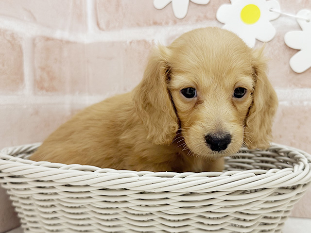 広島県のカニンヘンダックスフンド(ロング) (ペッツファースト宇品店/2025年7月31日生まれ/女の子/ゴールド)の子犬の3枚目の画像