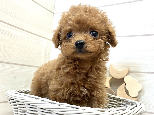 愛知県のティーカッププードル (ペッツファースト大高店/2025年7月29日生まれ/男の子/レッド)の子犬の3枚目の画像