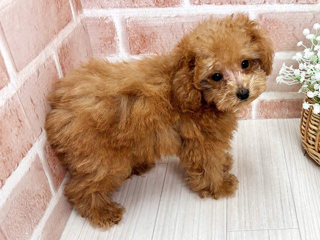 埼玉県のタイニープードル (ペッツファースト川越店/2025年7月29日生まれ/男の子/レッド)の子犬の2枚目の画像