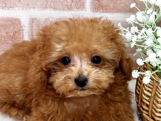 埼玉県のタイニープードル (ペッツファースト川越店/2025年7月29日生まれ/男の子/レッド)の子犬の3枚目の画像