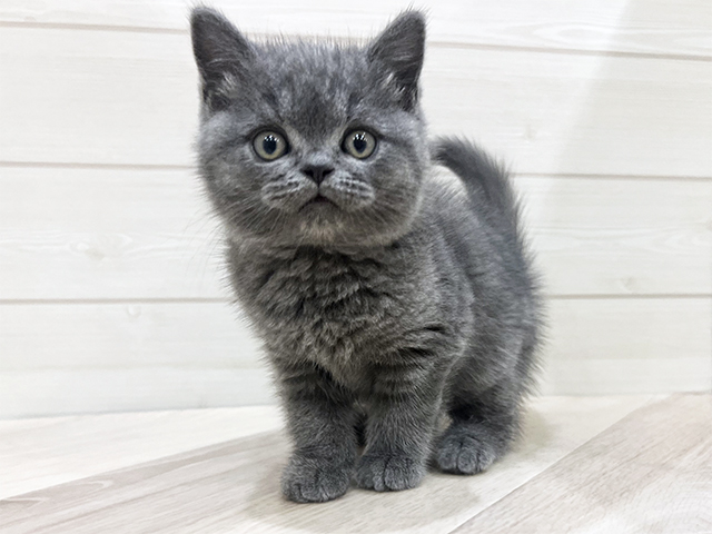 ブリティッシュ