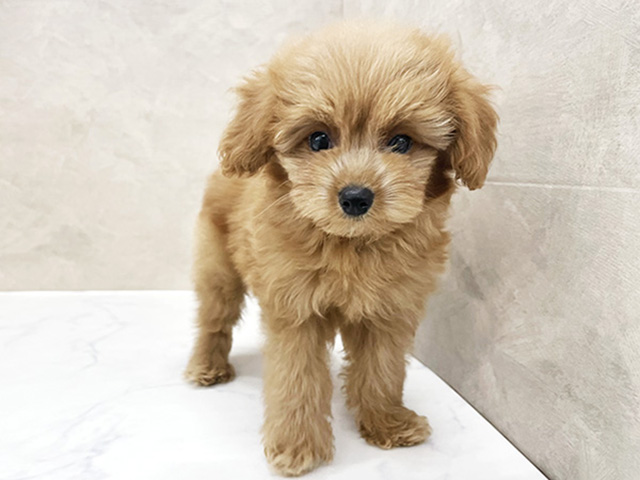 秋田県のポメプー(ポメラニアン×プードル) (ペッツファースト秋田店/2025年7月31日生まれ/女の子/アプリコット)の子犬