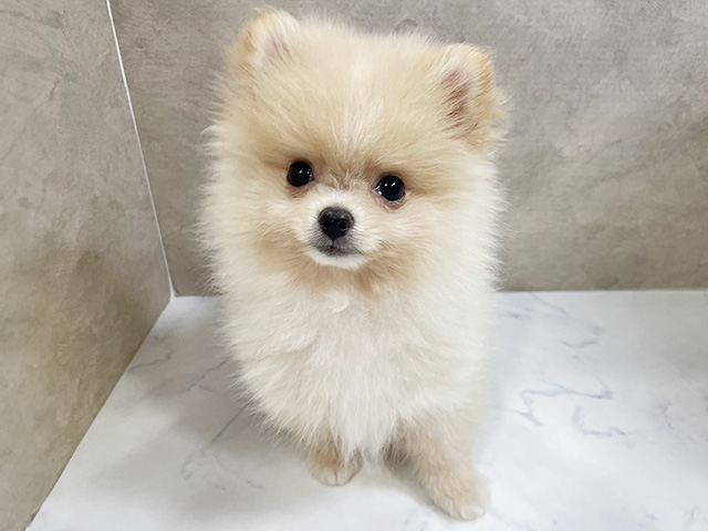 千葉県のポメラニアン (ペッツファースト稲毛店/2025年7月31日生まれ/男の子/クリーム)の子犬の1枚目の画像