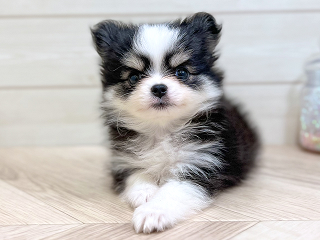 ポメチワ