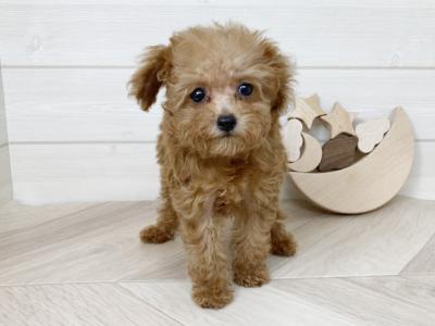 鳥取県のタイニープードル (ペッツファースト日吉津店/2025年7月8日生まれ/女の子/レッド)の子犬の1枚目の画像