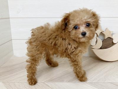鳥取県のタイニープードル (ペッツファースト日吉津店/2025年7月8日生まれ/女の子/レッド)の子犬の2枚目の画像