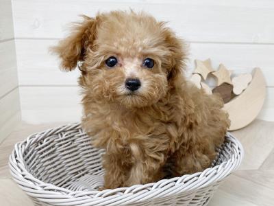 鳥取県のタイニープードル (ペッツファースト日吉津店/2025年7月8日生まれ/女の子/レッド)の子犬の3枚目の画像
