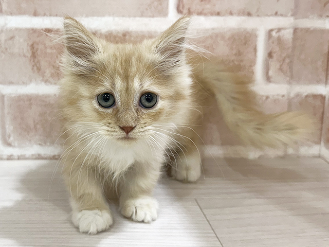 神奈川県のマンチカン (ペッツファーストfor cats横浜元町店/2025年8月1日生まれ/女の子/クリームタビー)の子猫