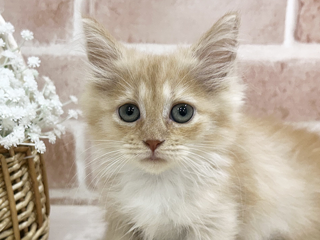 神奈川県のマンチカン (ペッツファーストfor cats横浜元町店/2025年8月1日生まれ/女の子/クリームタビー)の子猫の3枚目の画像