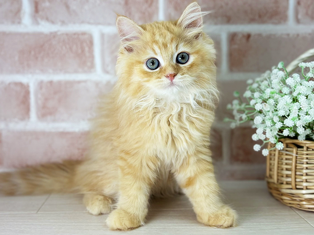 京都府のラガマフィン (ペッツファースト京都店/2025年7月14日生まれ/男の子/レッドタビー)の子猫の1枚目の画像