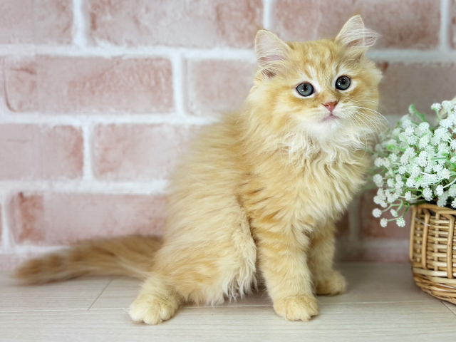 京都府のラガマフィン (ペッツファースト京都店/2025年7月14日生まれ/男の子/レッドタビー)の子猫の2枚目の画像