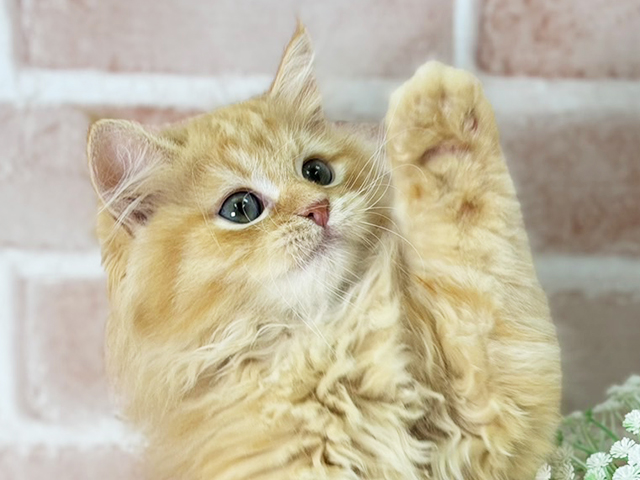 京都府のラガマフィン (ペッツファースト京都店/2025年7月14日生まれ/男の子/レッドタビー)の子猫の3枚目の画像
