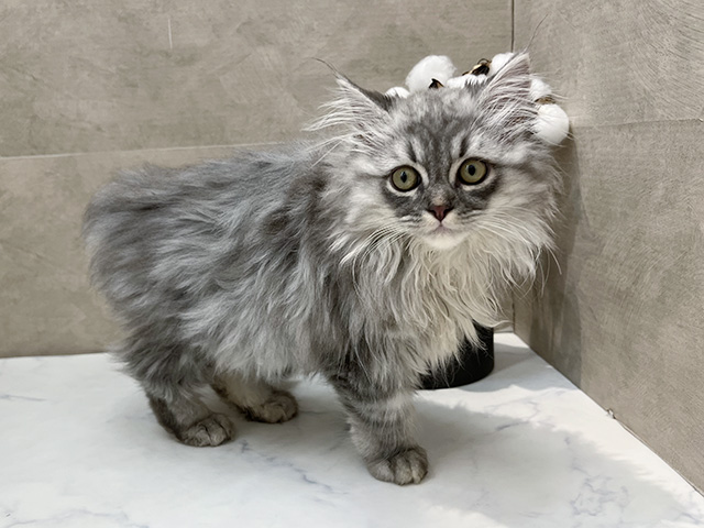 福岡県のラガマフィン (ペッツファースト福津店/2025年7月21日生まれ/男の子/シルバータビー)の子猫の2枚目の画像